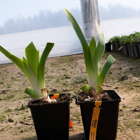 Kosaciec bródkowy Sultan`s Palace (C2)